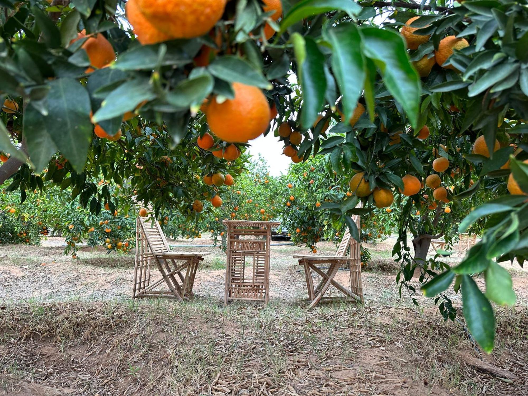 مكان تخييم Rural Tents Naseem الخيمةالريفيةalouzaib *